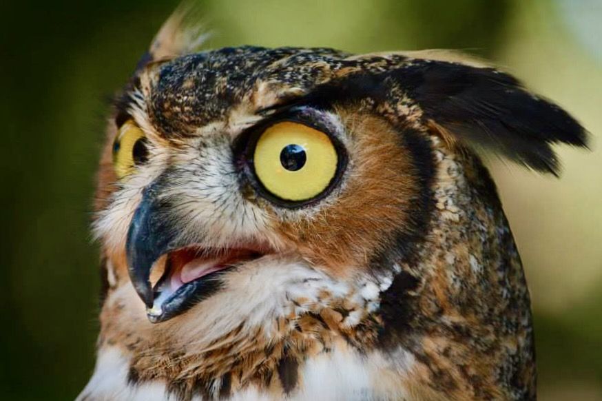 Screeching Great Horned Owl by Cindytav is licensed under CC BY-SA 4.0.